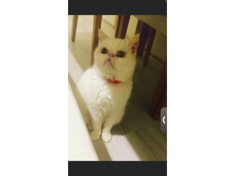Acil sahiplendirilmek üzere erkek cins kedi
