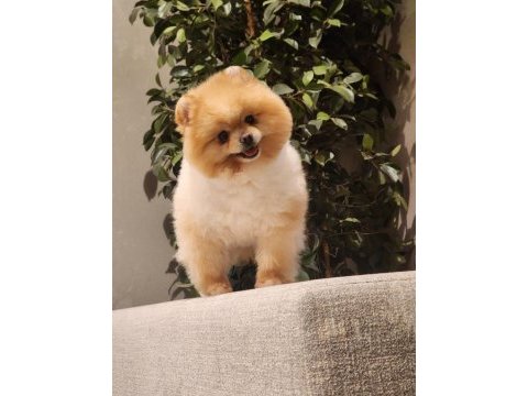 Efsane yetişkin erkek 16 aylık pomeranian