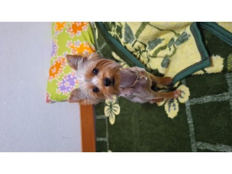 Yorkshire terrier eğitimli