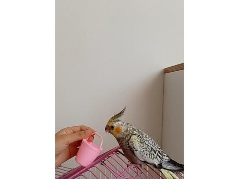 Oyun oynamayı seven yeme düşmüş sultan papağanı