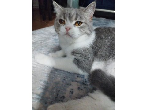 British shorthair kedimize yuva arıyoruz