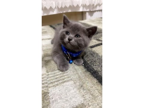 26 mart 2023 doğumlu british shorthair yavrular