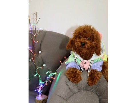 Yıl başı kurabiyeleri poodle köpekler