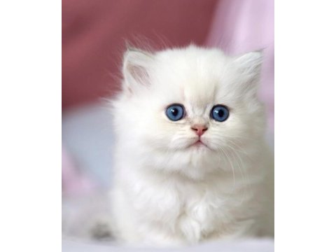 Benzeri olmayan ns1133 british longhair 