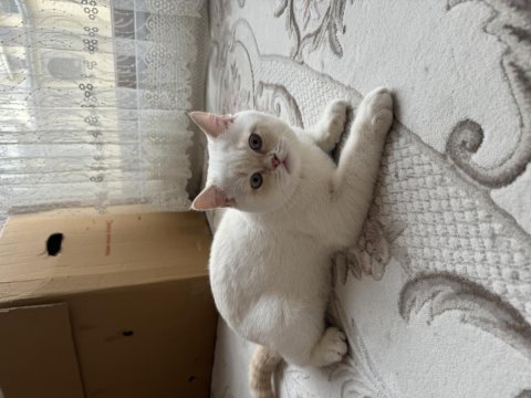 British shorthair yavruma yuva arıyoruz