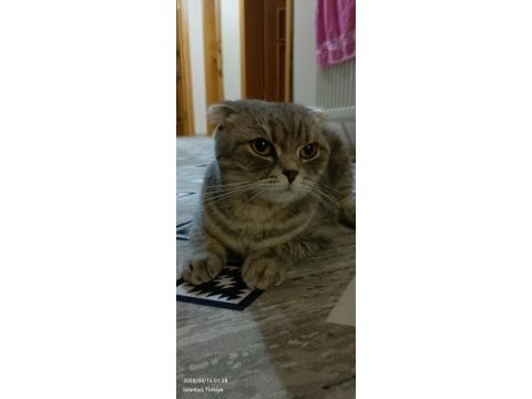 Scottish fold kedimiz