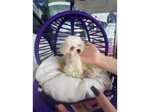 Tatlı mı tatlı bir maltese
