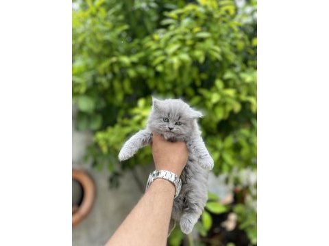 British longhair bebekler