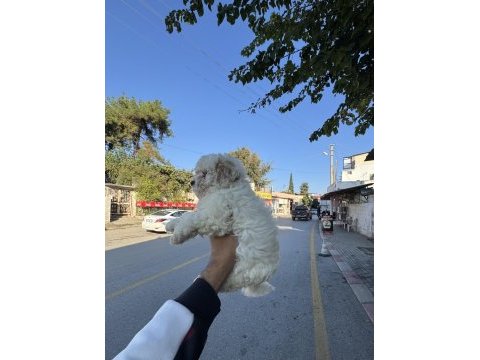 Üst kalite aşılı dişi maltipoo yavrumuz