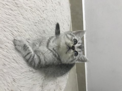 Sevimli british shorthair kedimiz