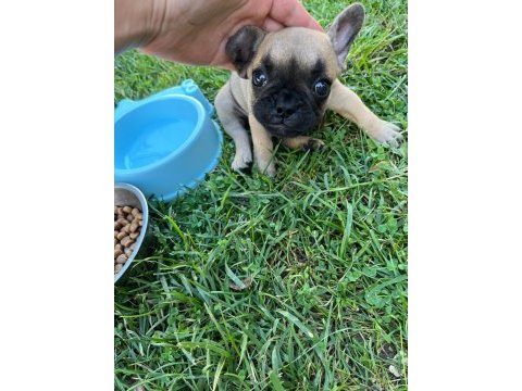 3 aylık french bulldog kızımız