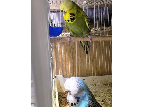 Show jumbo çift muhabbet kuşu