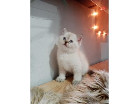 British longhair dişi