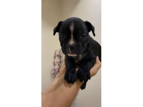 Fransız bulldog dişi yavrular - balıkesir, bursa