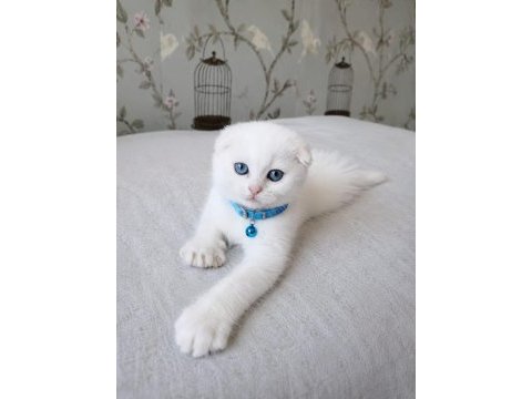 Beyaz mavi gözlü scottish fold bebekler