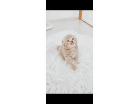 Nadir renkte scottish fold
