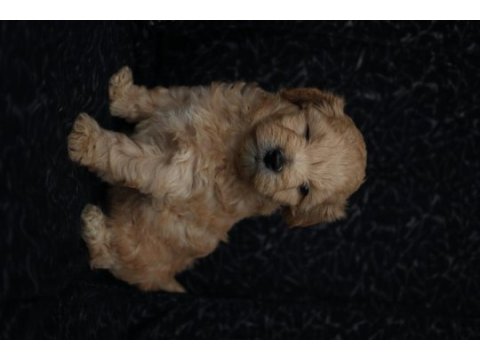 Maltipoo yavrularımız rezervasyon için müsaittir