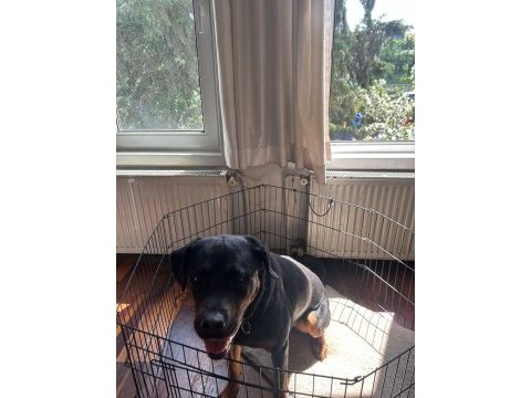 Safkan eğitimli rottweiler