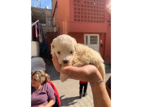 Terrier 45 günlük dişi