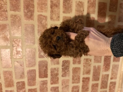 Chinese ve kore poodle bebekler