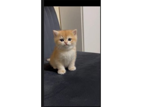 Golden ny 12 safkan ayı surat kalın pati kedimiz