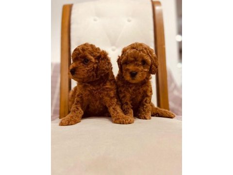 Toy poodle red brown kore kan