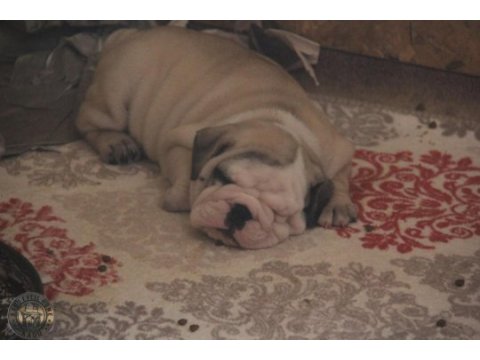 Tombiş bulldog çocuklar