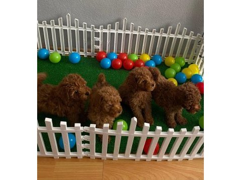 Red brown toy poodle yavrularım wc eğitimli