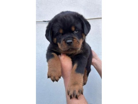 Rottweiler yavru köpekler