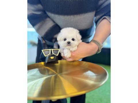 Anne altı maltese terrier yavrularımız