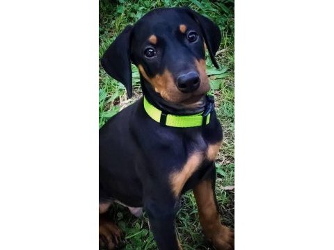 Dişi erkek doberman kapıda ödemeli güvenli sistem