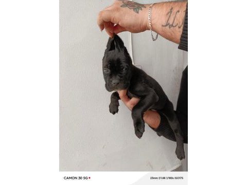 Cane corso yavrularımız ömür boyu ırk garantilidir