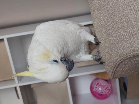 Full evcil kapalı bilezik sülfür kakadu