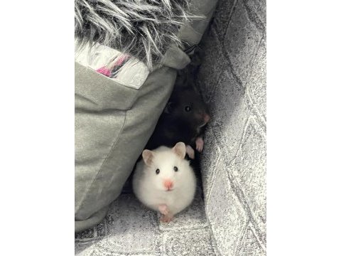 Dişi hamster acil yuva ücretsiz