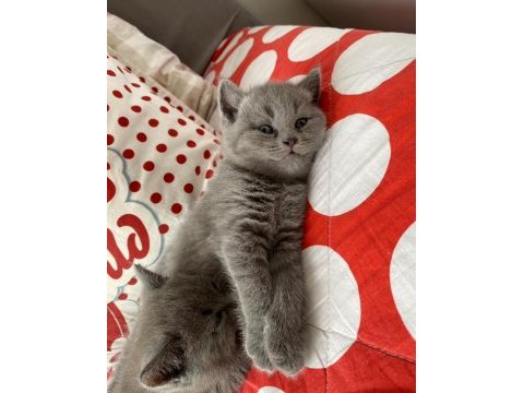 Oyuncu british shorthair yavru bebekler