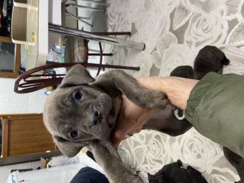 Safkan cane corso yavruları sahiplendirme