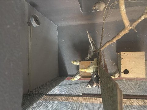 Her çeşit kuş türü bulunur