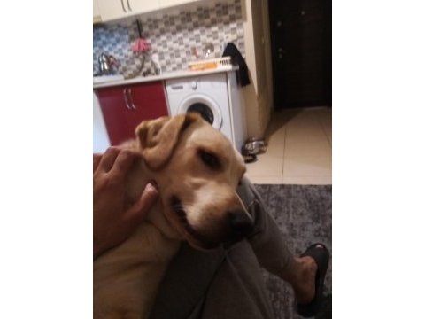 Labrador köpeğimiz