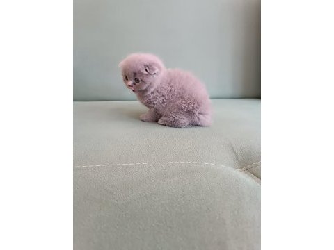 Adana erkek scottish fold 1.5 aylık