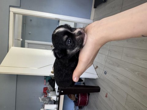 Chihuahua tek kalan erkek yavru