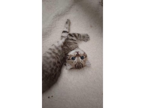 Scottish fold yeni yuvasını arıyor