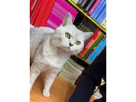1 yaşında erkek british shorthair