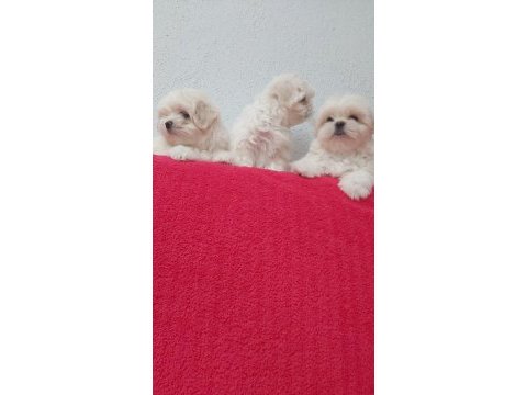 Petmode köpek çiftliğinden kore kan maltese