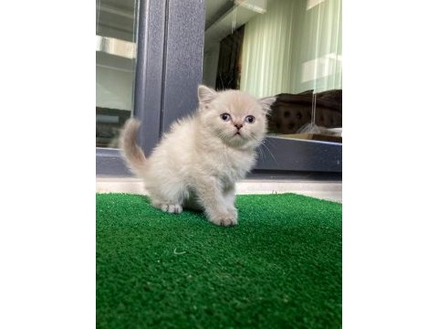 Pamuk tüylü blue point scottish
