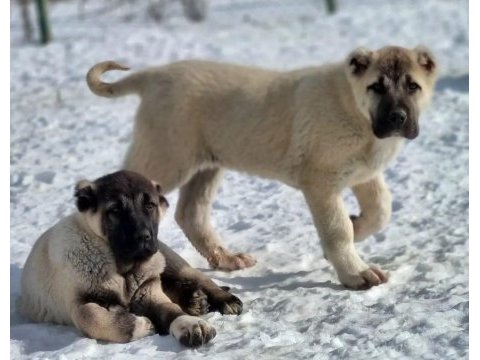 Yurt dışı yurt içi her yere kangal gönderim sağlanır