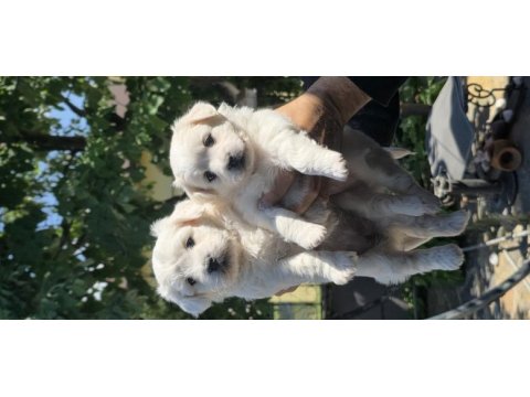Sevimli bebiş köpekler
