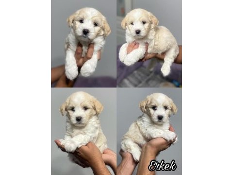 Kar beyaz terrier bebeklerimiz