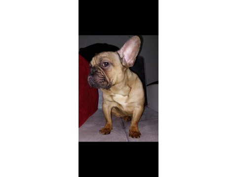 French bulldog dişi