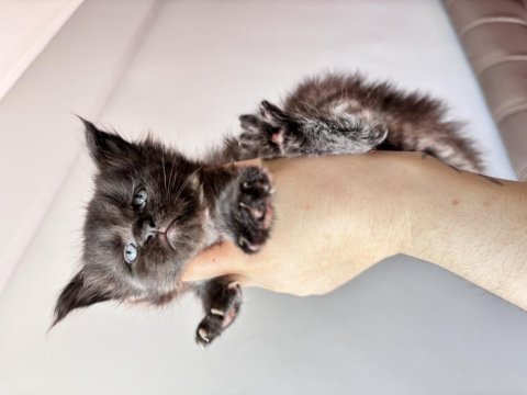 En güncel şampiyonluklarla benim maine coon devlerim