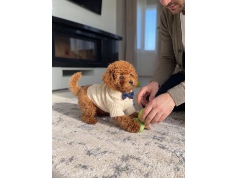 Toy poodle köpekleri